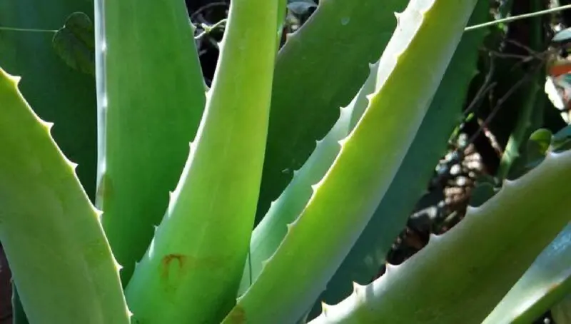 アロエで内側から整える｜血液浄化と婦人科機能サポートのレシピ